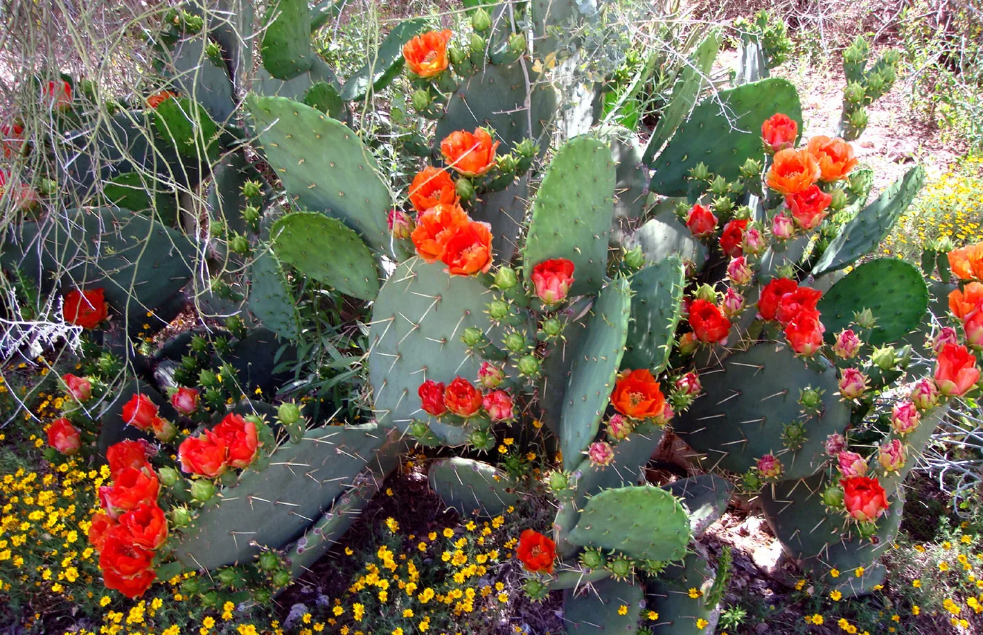 America – 1996-2018 - 342.jpg