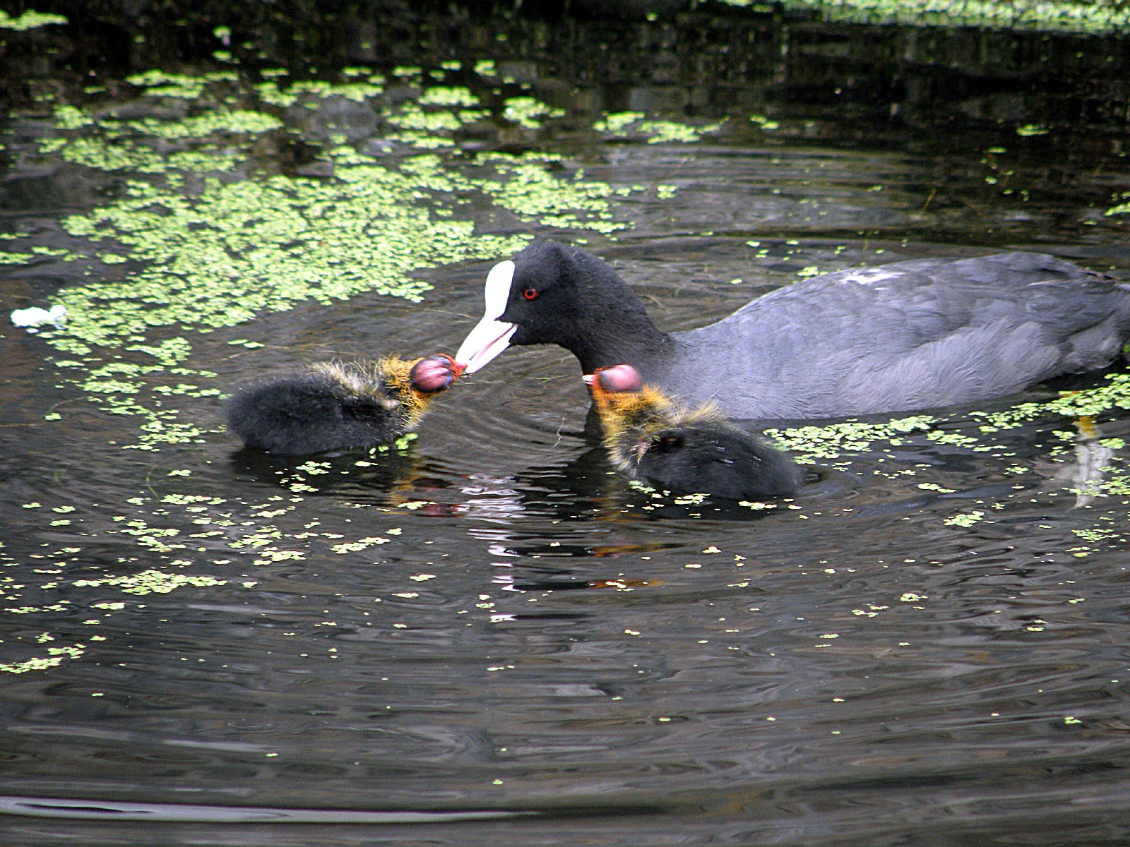 Belgium, Netherlands, Luxembourg – 2009 - 529.jpg