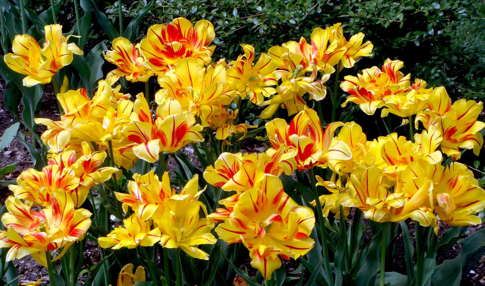 America - 14bg21.jpg