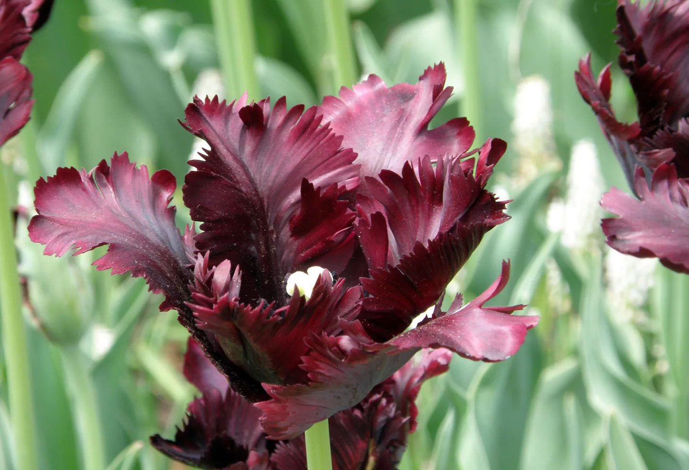 America - 14bg29.jpg