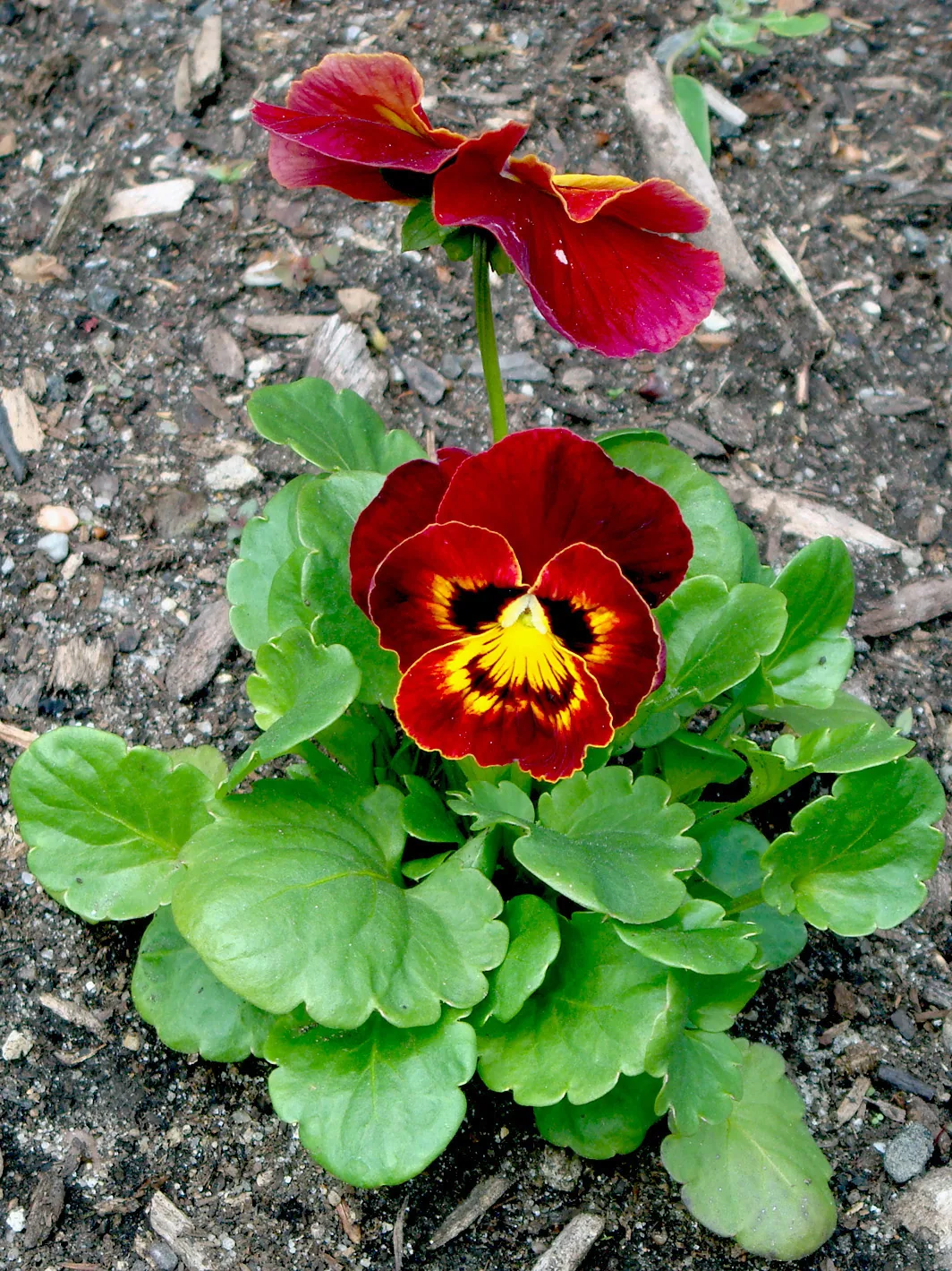 America - 14bg39.jpg