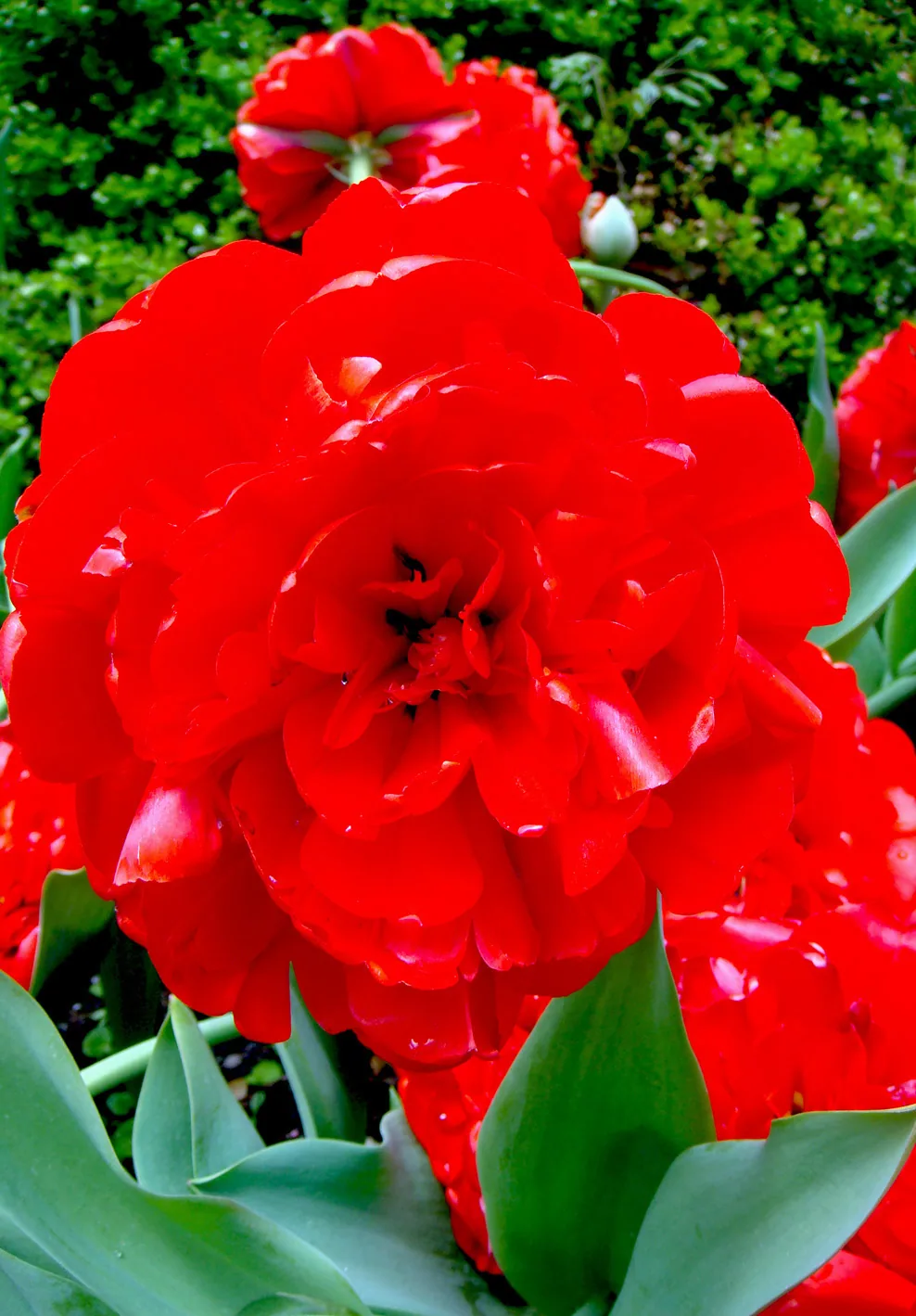 America - 14bg32.jpg